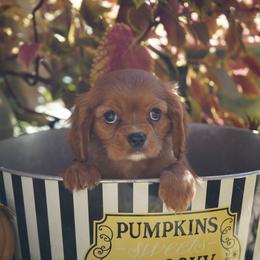 Grace - Ruby female Cavalier King Charles Spaniel puppy in Lula, Georgia from Cavaliers by Crumley