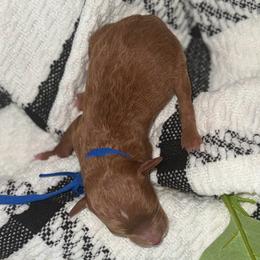 Buckwheat - Red  male Poodle puppy in Hemet, California from Vallevistadoodles