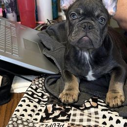 Girl 1 - French Bulldog puppy in 89029, Laughlin, Nv, Nevada from Cat's Custom Frenchies