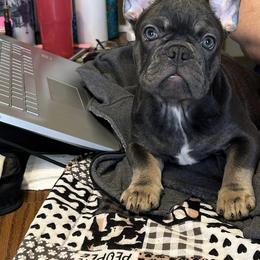 Girl 1 - French Bulldog puppy in 89029, Laughlin, Nv, Nevada from Cat's Custom Frenchies
