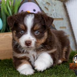 Rio - Red tri male Toy Australian Shepherd puppy in Granbury, Texas from Best Little Aussies