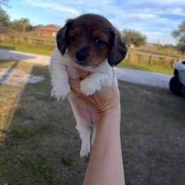 Bulldog, Bull Terrier, and Dachshund Puppies from Cloud Nine Ranch Bullies