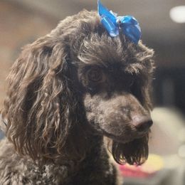Charlie - Poodle