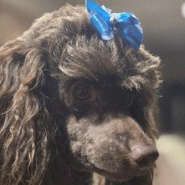 Charlie - Poodle