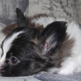 Papillon Puppies from Desert Mountain Papillons
