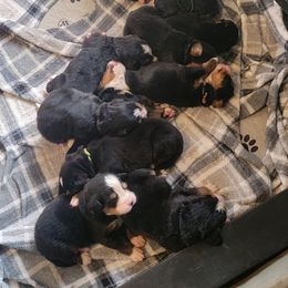 Bernese Mountain Dog Puppies from Muddy Paw Acres