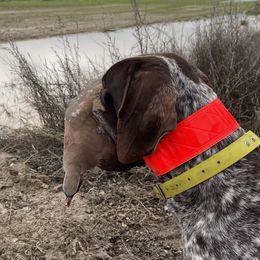 German Shorthaired Pointers from Red Laurel