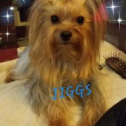 Jiggs - Yorkshire Terrier