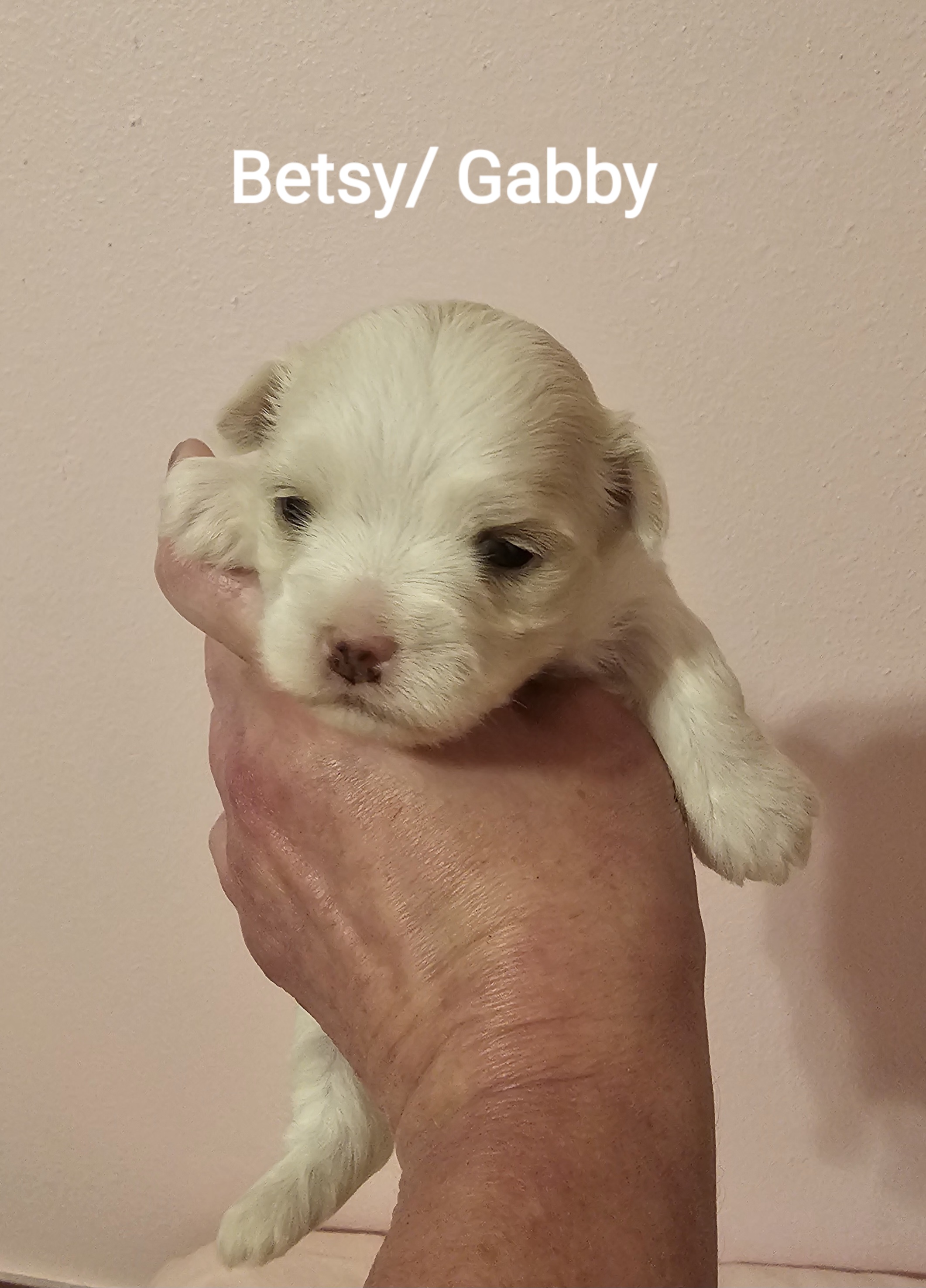 Maltese Puppies from PBJ Farms