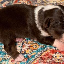 RTM - Red tri male Toy Australian Shepherd puppy in Bogata, Texas from Maple Creek Run