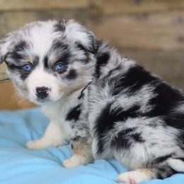 Baby Dragon - Blue merle male Miniature Australian Shepherd puppy in Citra, Florida from Southpaw Herders LLC