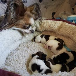 Papillons from King's Papillons