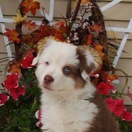 Luke - Red tri-color male Miniature American Shepherd puppy in Atwood, Illinois from Buck-Run Puppies