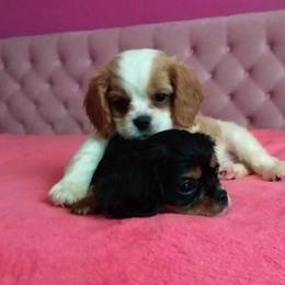 Cavalier King Charles Spaniel Puppies from Georgia Alabama Cavaliers