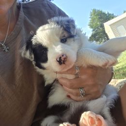 Amelia - Blue merle female Border Collie puppy in Ripley, Oklahoma from Adventure5 Border Collies