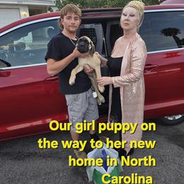 ORANGE - Fawn female Mastiff puppy in Las Vegas, Nevada from Mike N.