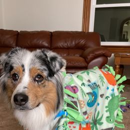 "Gotta get those blankets smelling like mom" Australian Shepherd Puppies from Mezzo Australian Shepherds