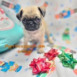 Orange - Fawn male Pug puppy in Kodak, Tennessee from My Princess Pugs