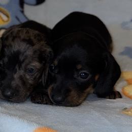 Dachshund Puppies from Dachshund Dad