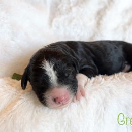 Boy 2 - Black and white Bernedoodle puppy in Shell Lake, Wisconsin from KC Acres