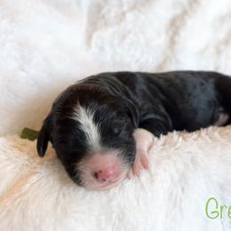 Boy 2 - Black and white Bernedoodle puppy in Shell Lake, Wisconsin from KC Acres