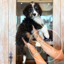 Buzz - Orange - Tri-color male Bernedoodle puppy in Rockwall, Texas from Glory Doodles