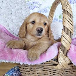 Strawberry Creme - Cream female Dachshund puppy in Grants Pass, Oregon from vom Treuen Wachter