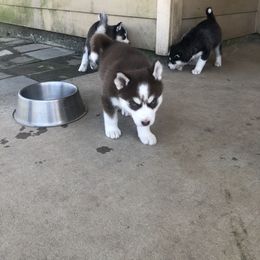 Siberian Husky puppies from Home Grown Huskies