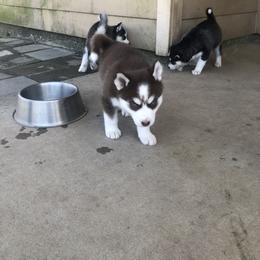Siberian Husky puppies from Home Grown Huskies