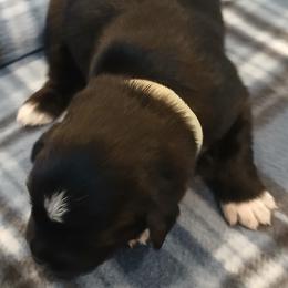 Girl 2 - Black tri-color female Australian Shepherd puppy in Charlotte, North Carolina from Tranquility Trail Aussies