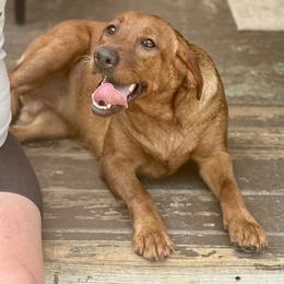 Liberty (Libby Mae) - Yellow female Labrador Retriever puppy in Portland, Tennessee from Whiskey Ridge Retrievers