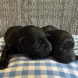 Sasha's boy - Black male Scottish Terrier puppy in Nickelsville, Virginia from Pecan Creek