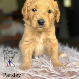 Boy 6 - Goldendoodle puppy from North Star Dog Training