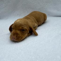 Boy 2 - Red male Dachshund puppy in Stilwell, Oklahoma from Johnson Dachshund’s