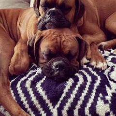 Boxers from Wilson Boxer Puppies