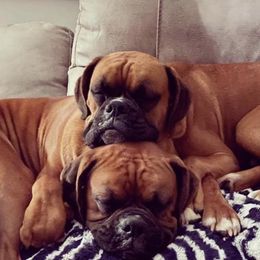 Boxers from Wilson Boxer Puppies