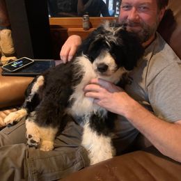Portuguese Water Dog Puppies from Blue Marina Portuguese Water Dogs