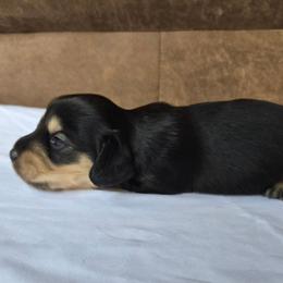 Maui - Black and cream female Dachshund puppy in Eldon, Missouri from Pure Joy Dachshunds