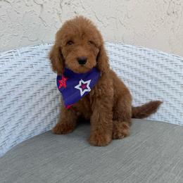 Zipper - Red  male Goldendoodle puppy in Davie, Florida from Daviegoldendoodles