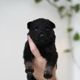 Kova - Bi-color female German Shepherd puppy in Coarsegold, California from Yosemite Shepherds