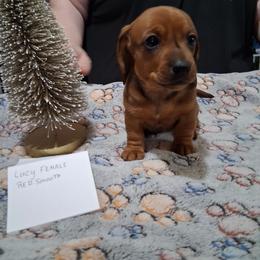L F 1 - Red female Dachshund puppy in Penn Run, Pennsylvania from Shannon’s Dachshunds