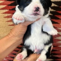 Doc - Black and tan male American Corgi puppy in Tome, New Mexico from Blue Diamond Welsh corgis
