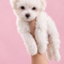 Maltese and Yorkshire Terrier Puppies from Maltese Dollhouse
