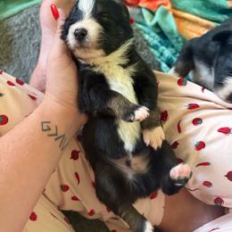 Pooh - Black tri-color male Australian Shepherd puppy in Caro, Michigan from White Tail Australian Shepherds