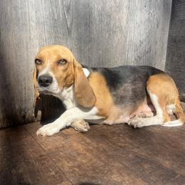 Shay - Beagle