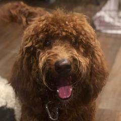 Loki - Australian Cobberdog