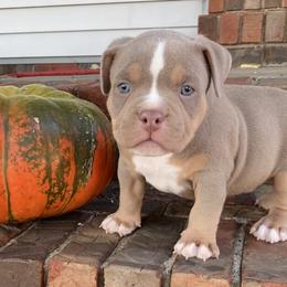 Lilac tri tuxedo - female American Bully puppy in Russellville, Kentucky from Mud-E Acres Kennel
