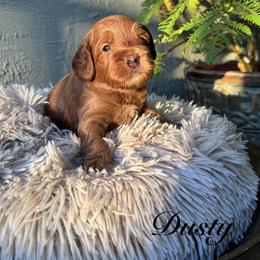 Dusty - Apricot male Australian Labradoodle puppy in Morgan Hill, California from Loving Labradoodles