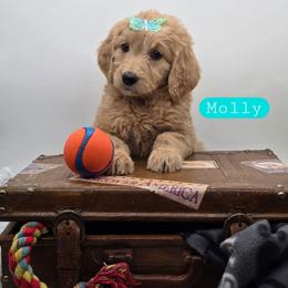 Molly - Apricot female Goldendoodle puppy in Neillsville, Wisconsin from Granton Creek