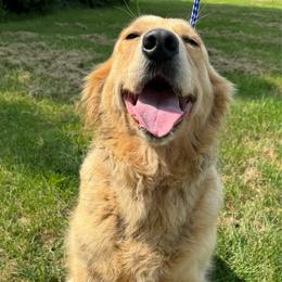India - Golden Retriever